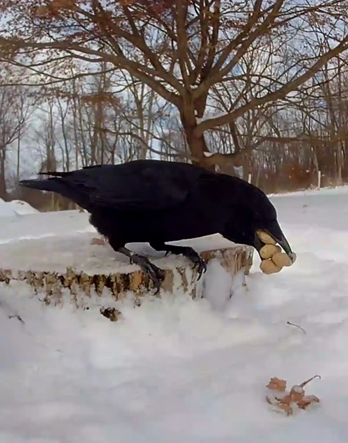 A black crow stands on a snow-covered tree stump in a winter forest, holding multiple peanuts in its beak. The background…
