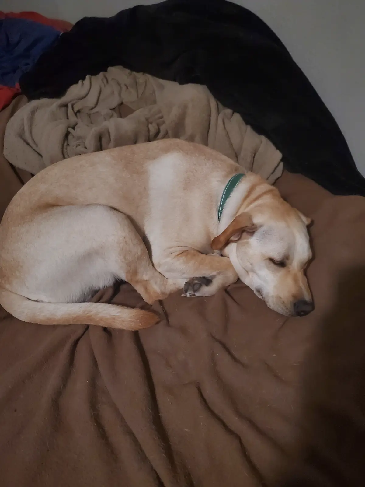 A light-colored dog, likely a yellow Labrador, is curled up and sleeping soundly on a brown blanket. Behind it are rumpled…