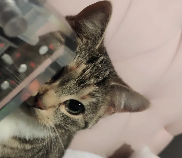 A close-up photo of a tabby cat with green eyes looking up, partially obscured by a transparent plastic cone (cone of shame)…