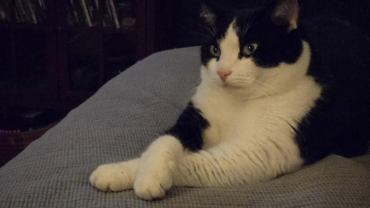 A black and white cat with a white chest and paws is lying on a gray textured couch, looking directly at the camera with a…