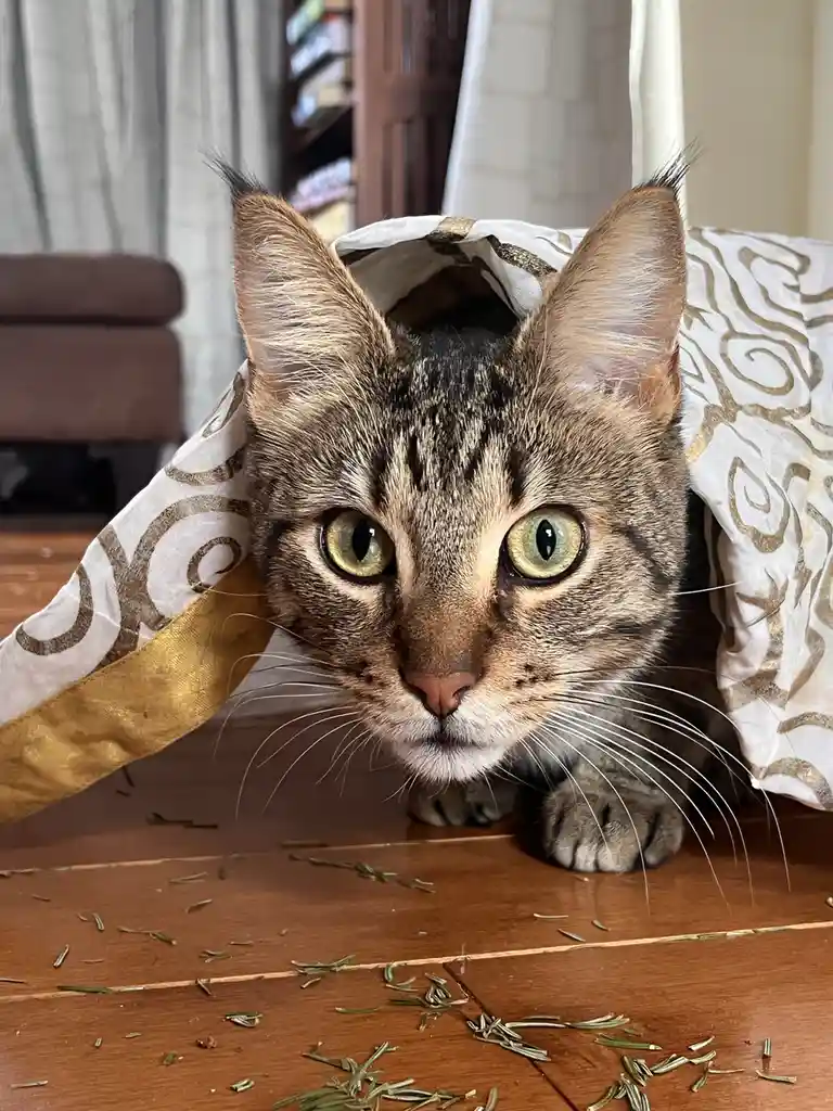 A tabby cat with wide, alert green eyes peers out from under a white and gold patterned blanket or fabric, its paws visible…