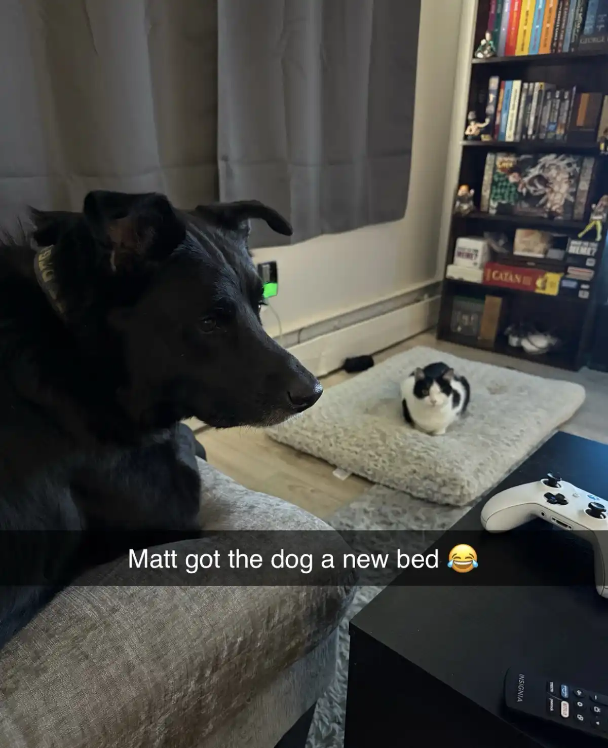 Poor Little Pups in Distress