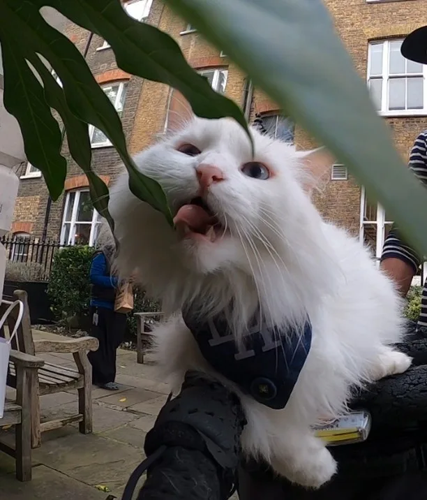 A fluffy white cat wearing a dark blue vest with white lettering sits on someone's lap outdoors, looking up with its tongue…