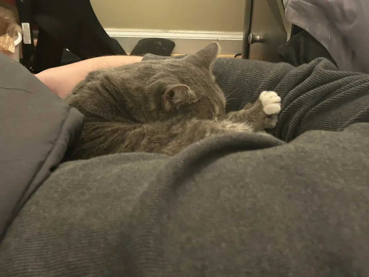 A gray cat is curled up and sleeping soundly on a person's lap, nestled against their thigh and a gray blanket. The cat's…