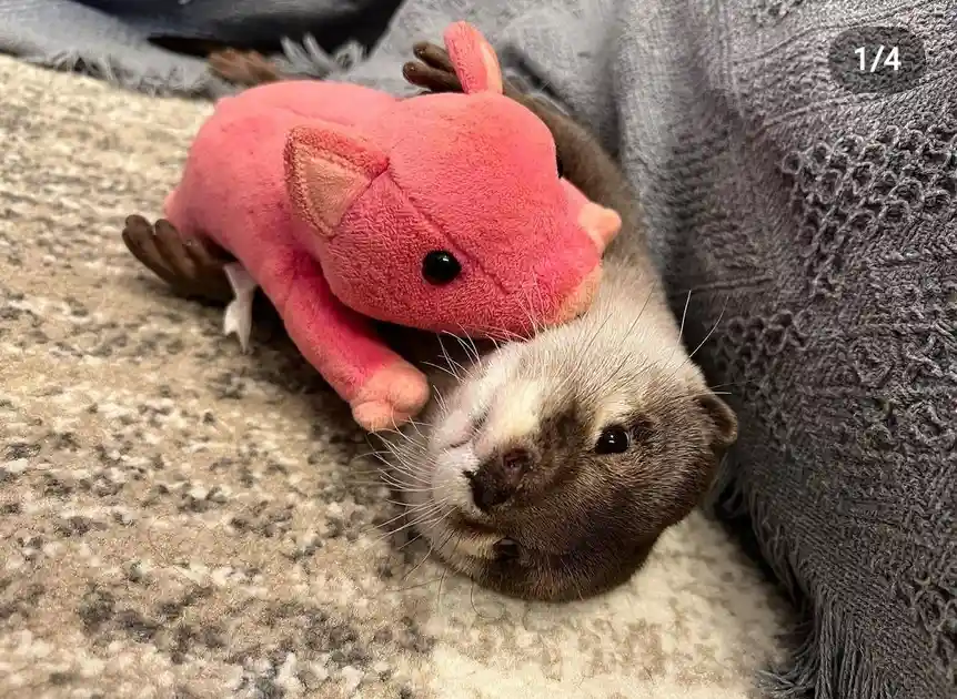 A small, furry otter is lying on its back on a textured rug, cuddling a pink plush toy that resembles a pig or boar. The…