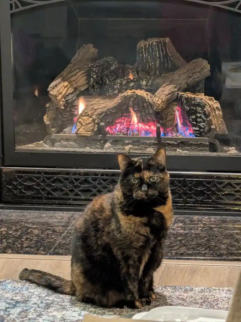 A tortoiseshell cat with green eyes sits on a rug in front of a lit fireplace, looking directly at the camera with a serious…