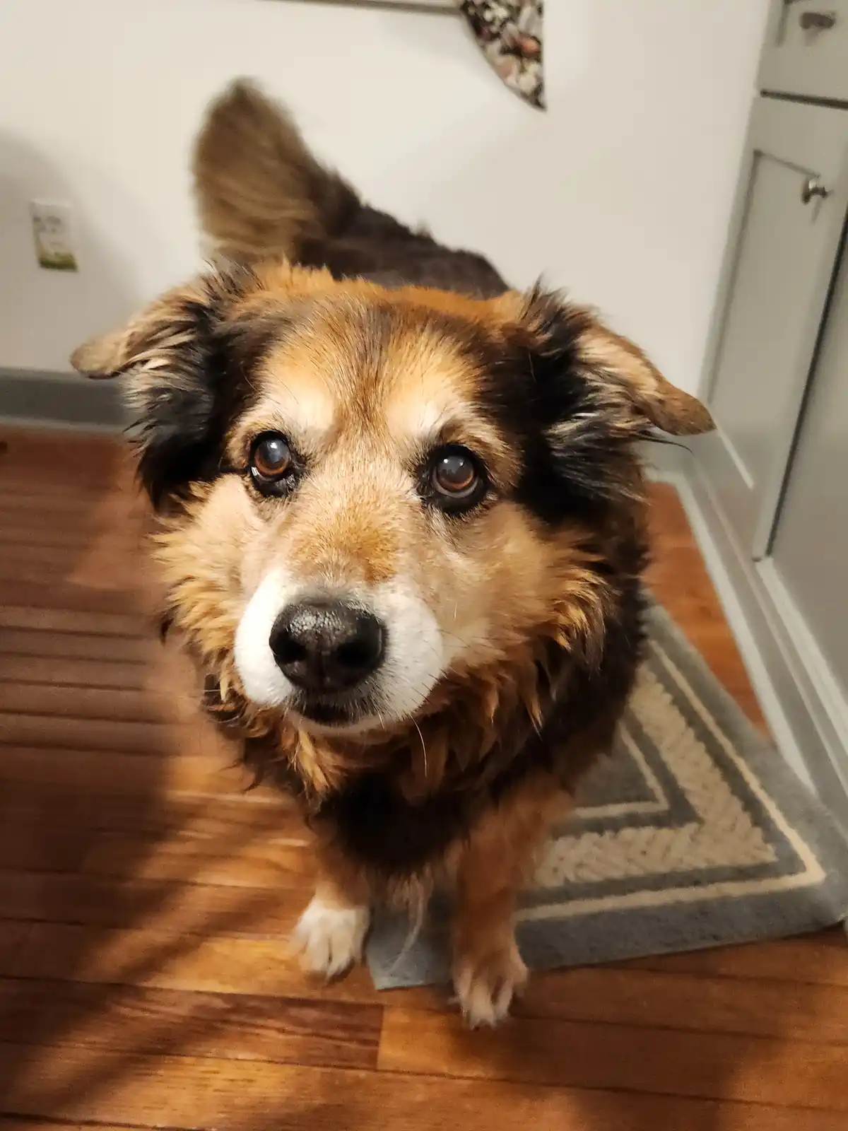 A close-up photo of a fluffy, brown and black dog with large, pleading eyes looking directly at the camera, standing on a…