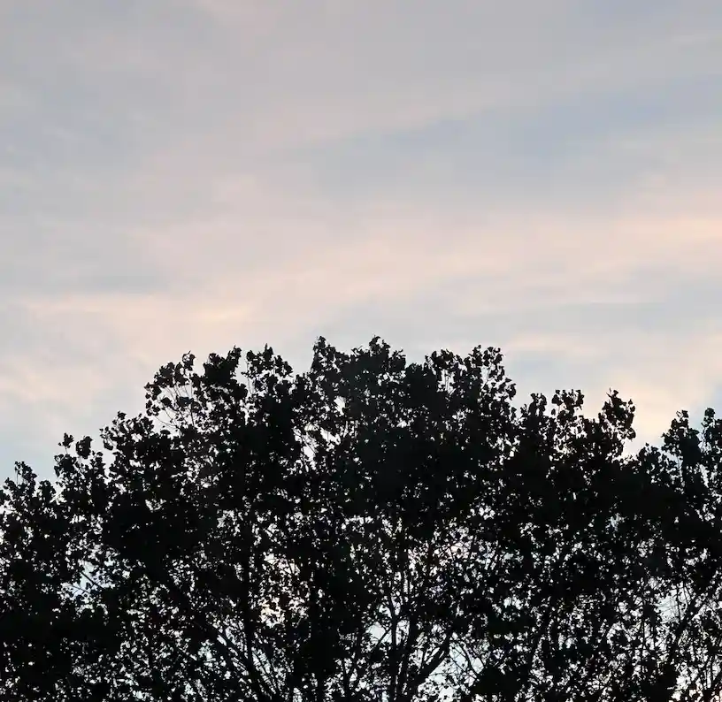 A silhouette of tree tops against a soft, cloudy sky at dawn or dusk. The image has no people or animals, just the dark…