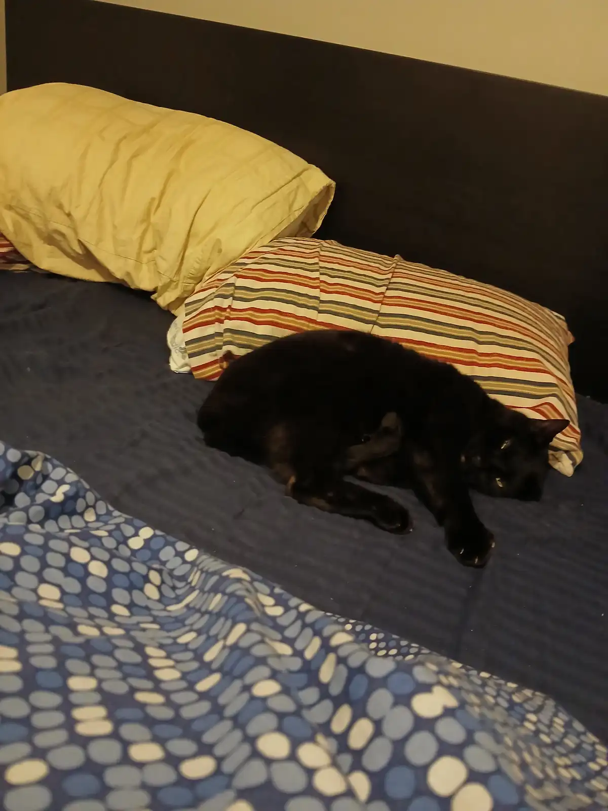 A black cat is curled up and sleeping on a bed with a blue patterned blanket, a striped pillow, and a yellow pillow against…