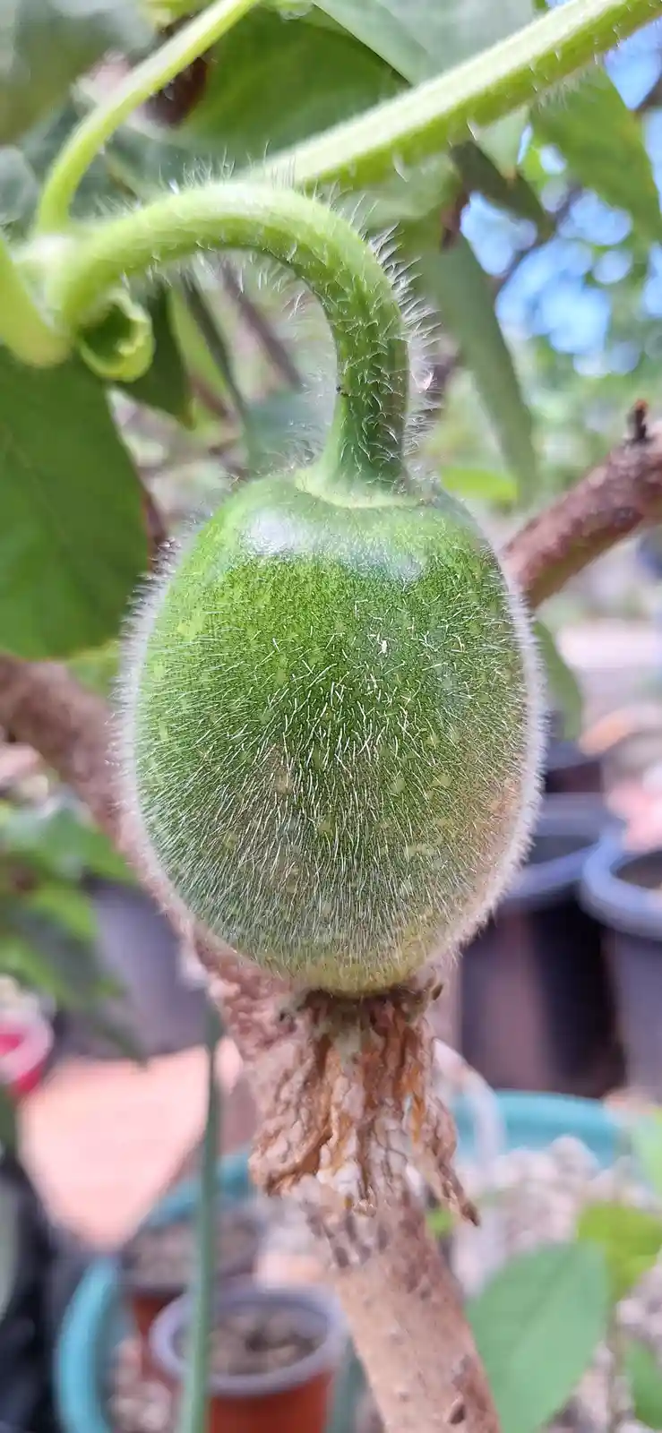 A close-up photo shows a small, green, fuzzy gourd hanging from a vine with a dried, shriveled flower base. The gourd has a…
