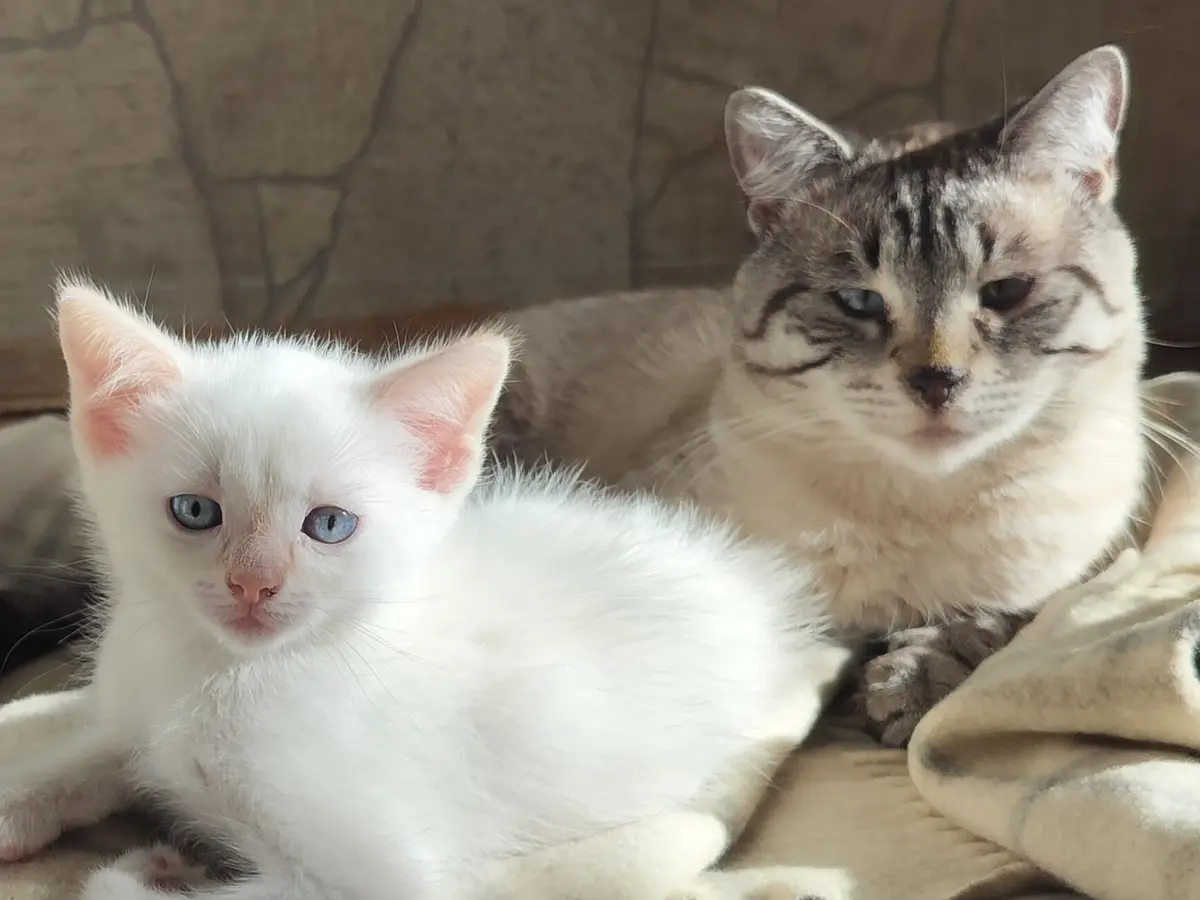 A small white kitten with bright blue eyes sits in front of a larger, tabby cat with one blue eye and one brown eye. The…