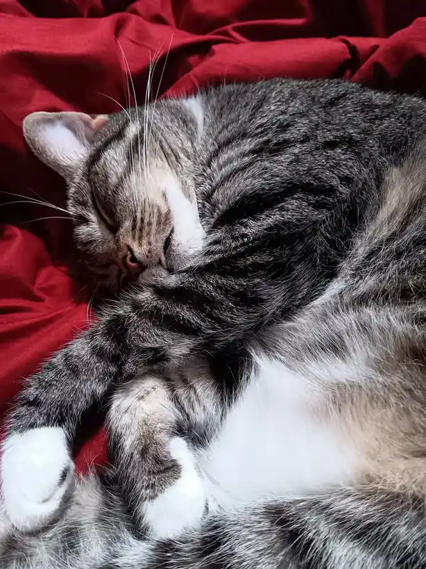 A gray and white tabby cat is curled up asleep on a red blanket, its paws tucked close to its body. The overlaid text reads…