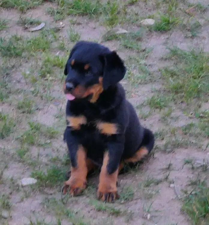 A small black and tan Rottweiler puppy sits on grass and dirt, looking slightly to the side with its tongue out. The image…