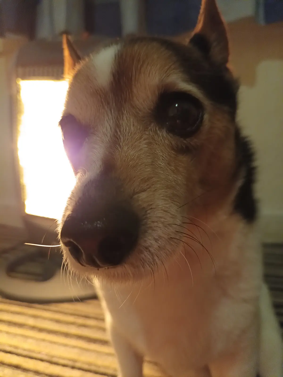 A close-up photo of a small dog with tan, white, and black fur, looking directly at the camera with one eye partially…