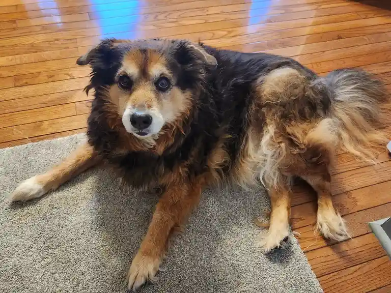 A fluffy, medium-sized dog with black, brown, and tan fur lies on a gray rug on a wooden floor, looking directly at the…