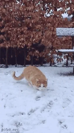 A sequence of six panels shows an orange and white cat in a snowy yard. Initially, the cat walks toward a snowball, then…