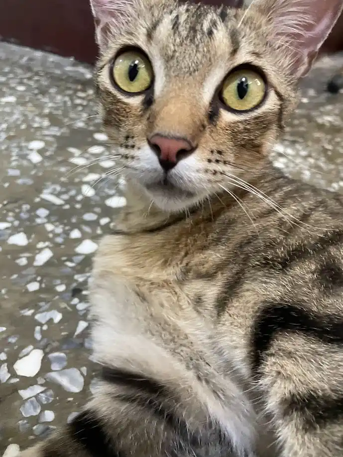 A close-up photo of a tabby cat with wide, startled-looking yellow-green eyes staring directly at the camera, sitting on a…