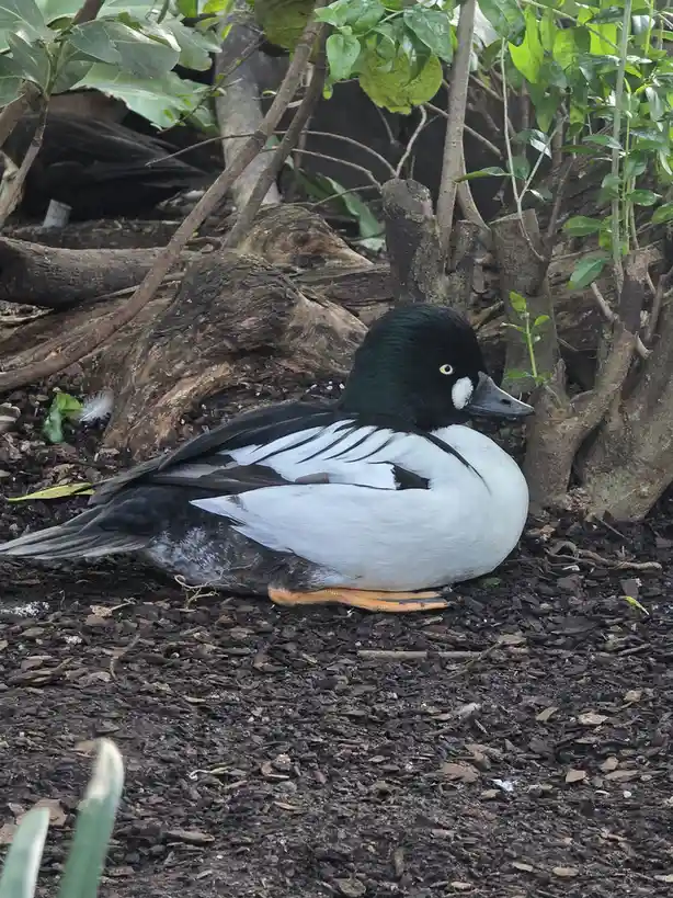 A male harlequin duck with a black head, white breast, and black-and-white wings is resting on dark mulch under green…