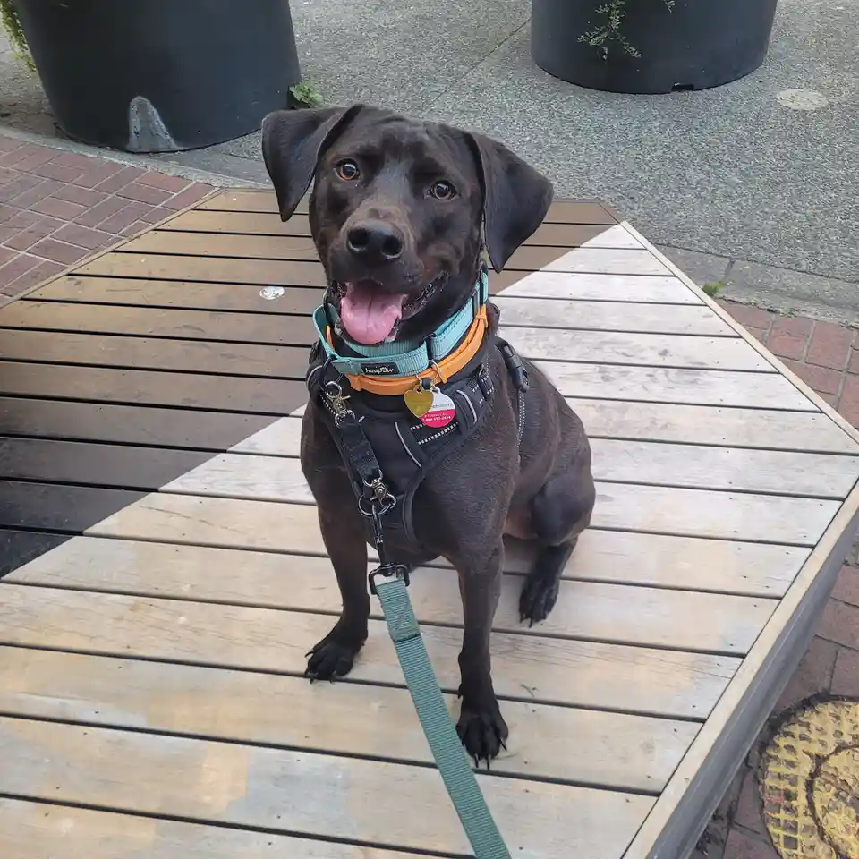 A chocolate Labrador Retriever sits happily on a wooden outdoor bench, wearing a black harness over a teal and orange collar…