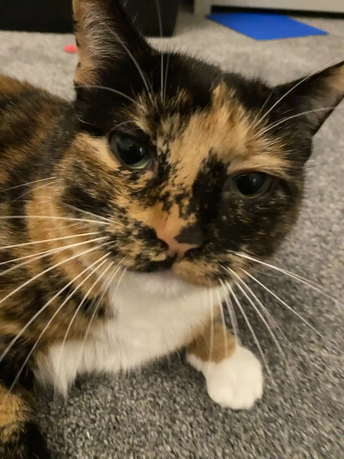 A close-up photo of a calico cat with black, orange, and white fur, looking directly at the camera with a slightly…