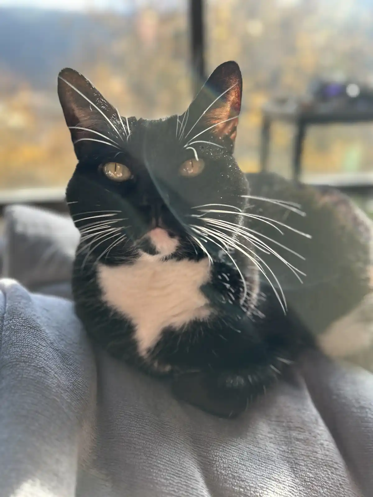 A black and white cat with a white chest and chin sits calmly on a grey textured blanket, looking directly at the camera…