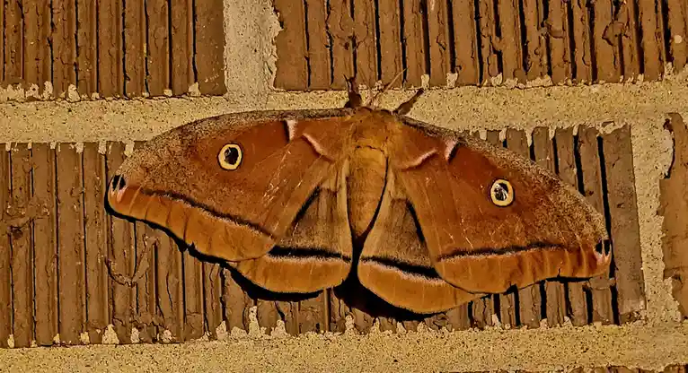 Here comes another giant moth!