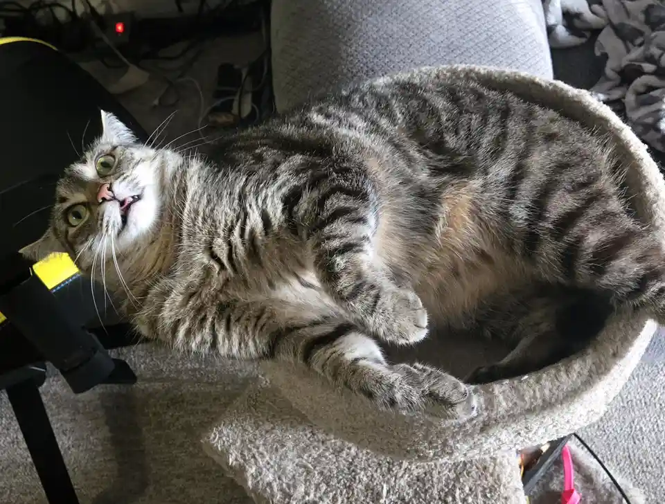 A tabby cat with green eyes is lying on its back in a beige cat bed, looking up with its mouth slightly open and tongue…