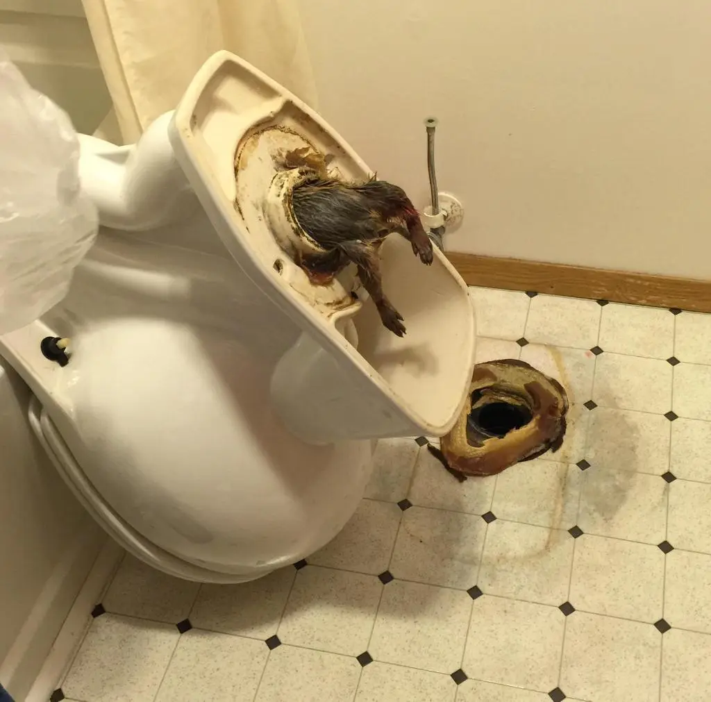 A toilet is tipped over on a tiled bathroom floor, with a dead bird stuck in the open bowl. The toilet seat is off, and the…
