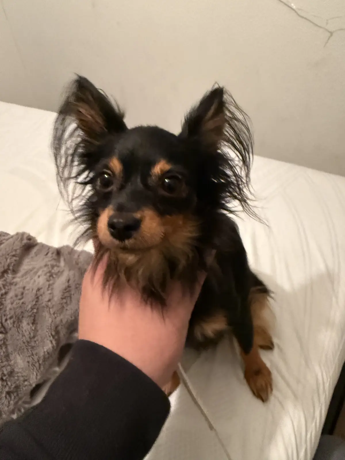A small black and tan dog with large, fluffy ears is being petted on the chest by a person's hand while sitting on a white…