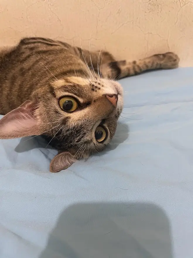 Cay: The Cat with a Twist