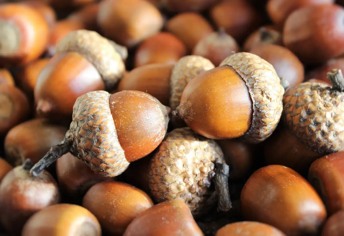 Rallying cry for the Acorns: Let's do this!