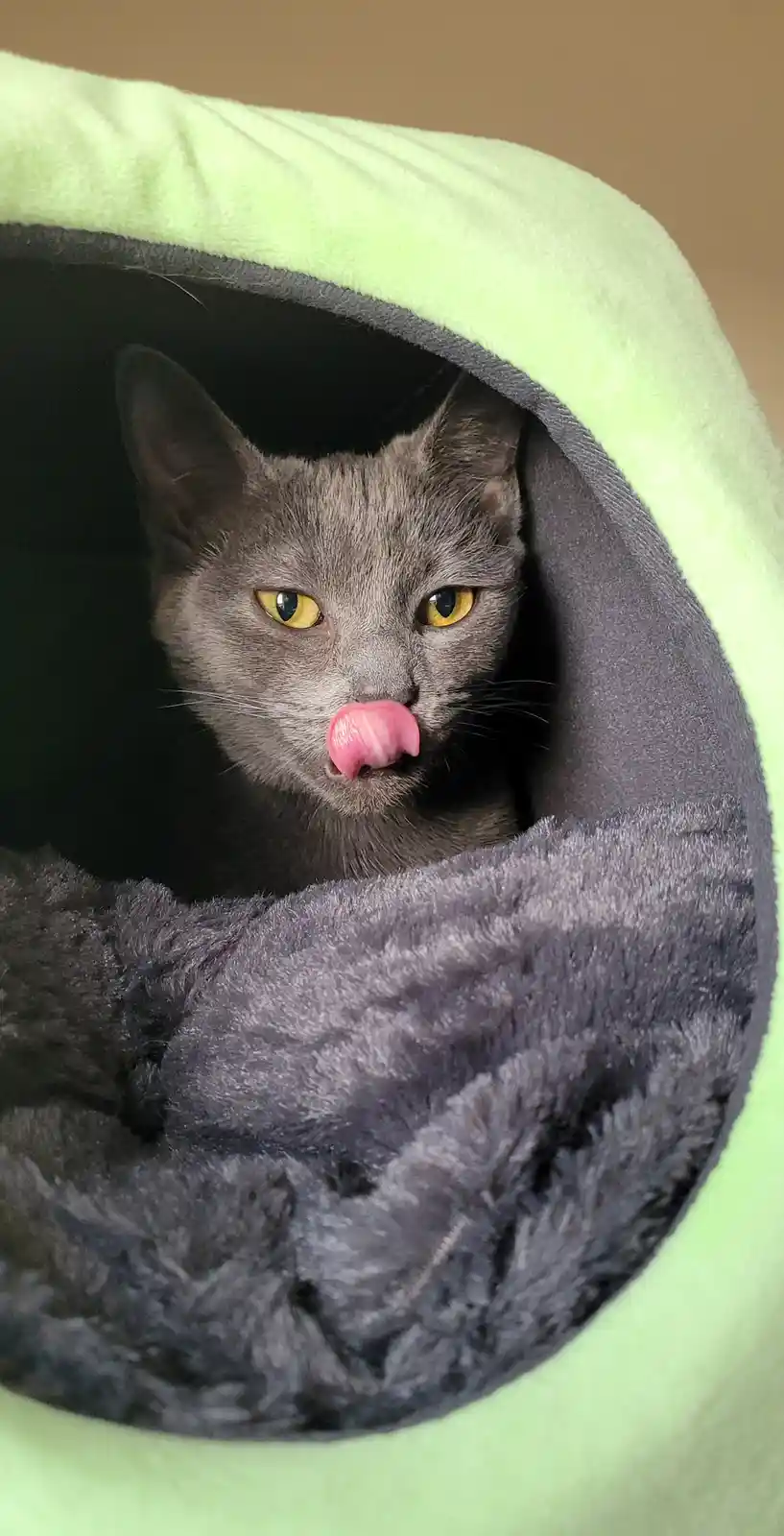 A gray cat with yellow eyes is peeking out from a plush, lime-green and gray cat bed, licking its nose with its pink tongue…