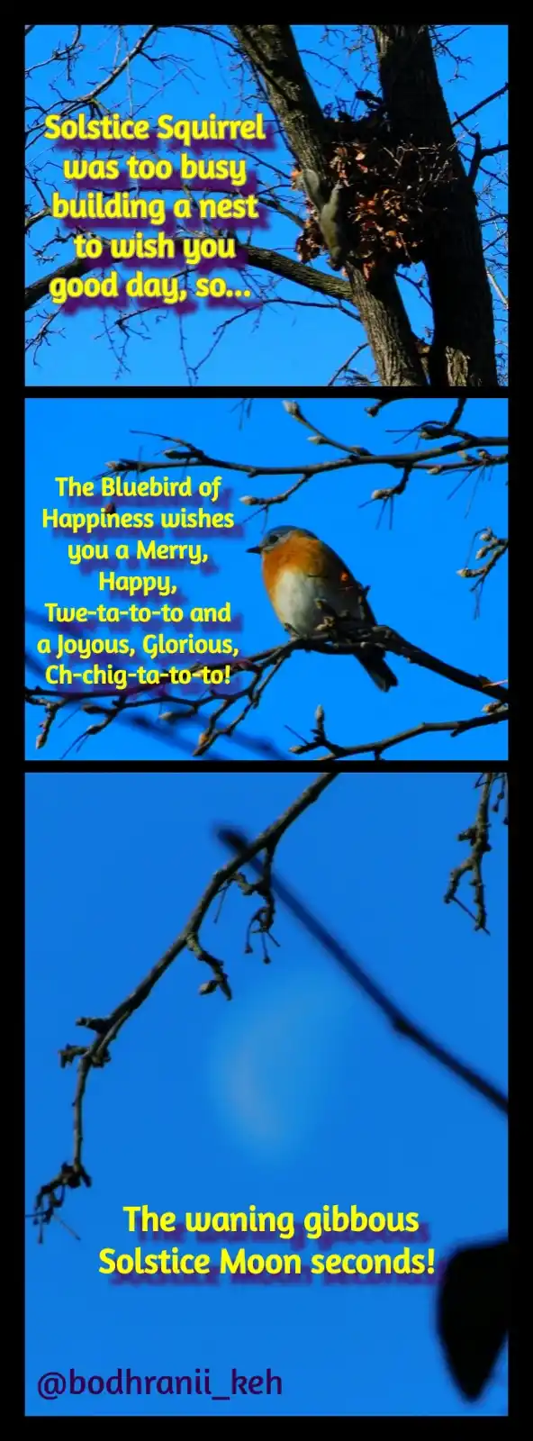 A three-panel meme featuring a squirrel building a nest, a bluebird perched on a branch, and a blurry moon against a blue…