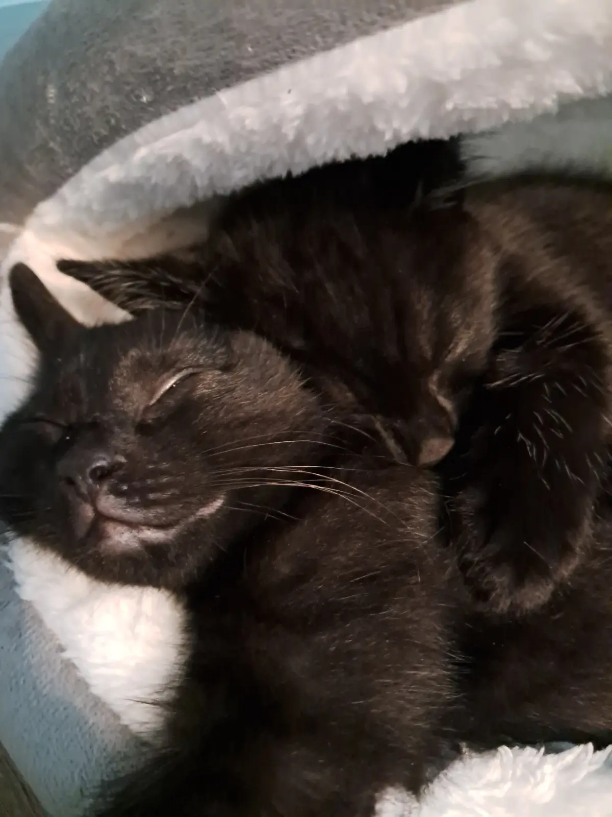 A black cat with a white patch on its chest is curled up and sleeping soundly inside a soft, grey and white fleece-lined cat…
