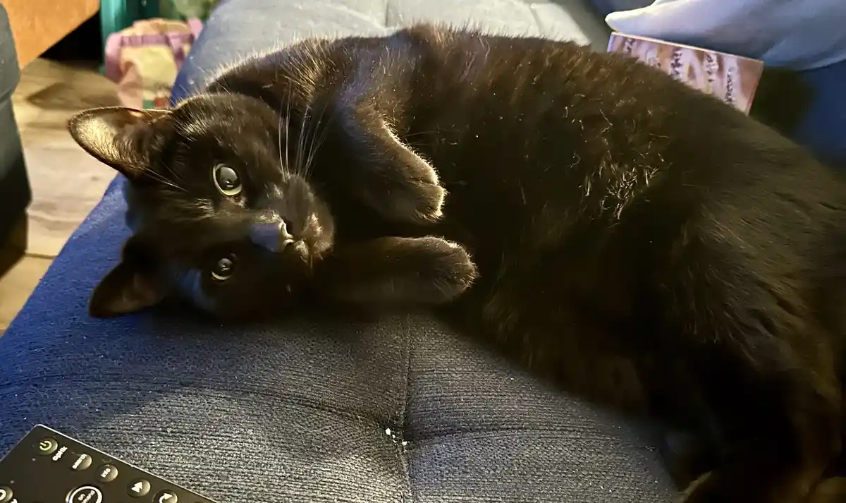 Is that a meow?