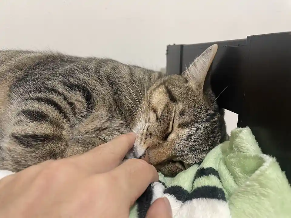 A tabby cat is sleeping peacefully with its eyes closed, resting its head on a green and black striped blanket. A human hand…