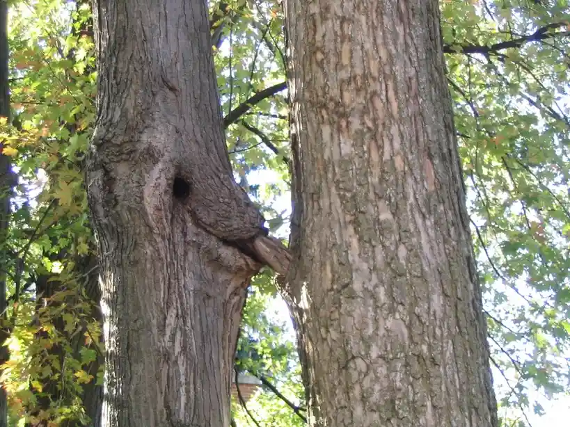 A close-up photo of two tree trunks growing together, with the bark on the left trunk forming a shape that resembles a human…