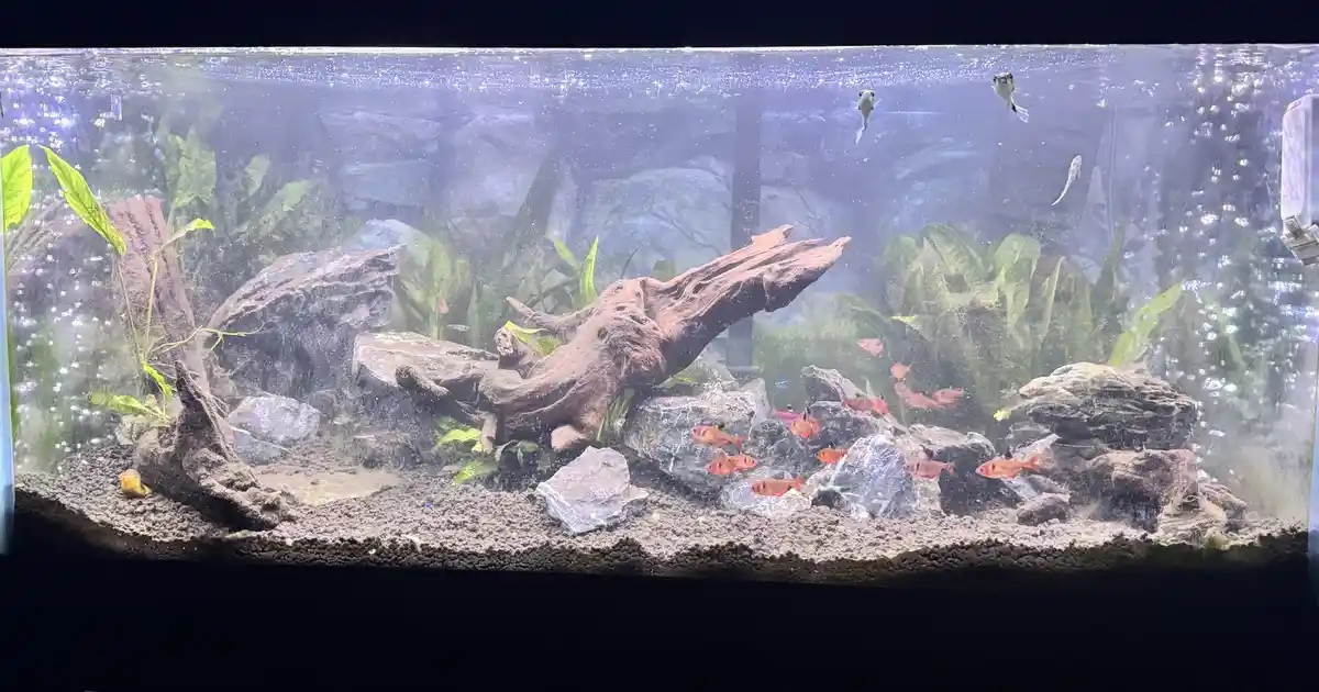 A well-lit aquarium filled with water, decorated with rocks, driftwood, and green aquatic plants. Several small orange fish…