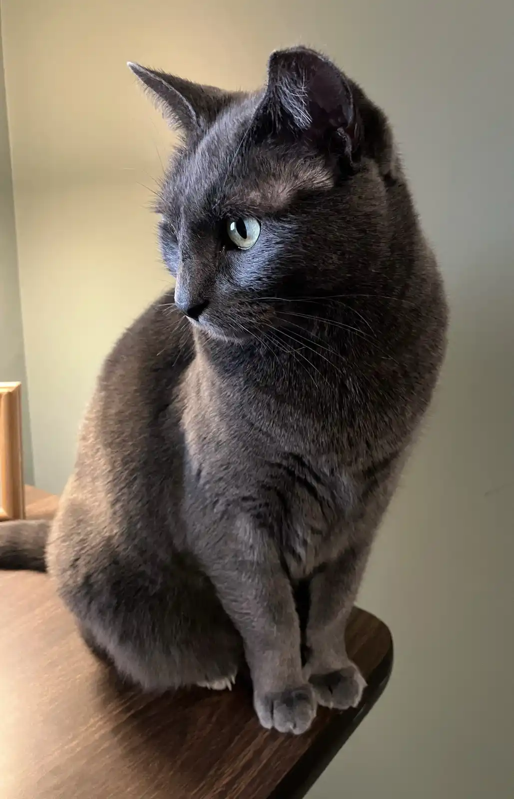 A gray cat with green eyes sits upright on a wooden surface, looking off to the side with a serious, unimpressed expression…
