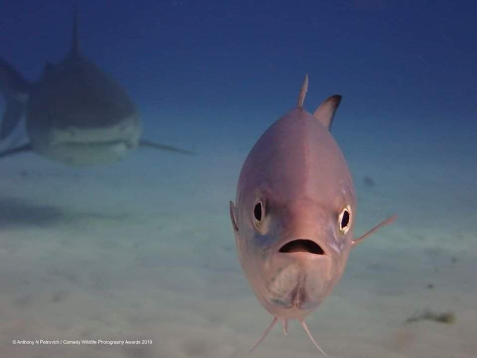 A close-up underwater photo shows a pinkish fish staring directly at the camera with a wide, open mouth, appearing startled…