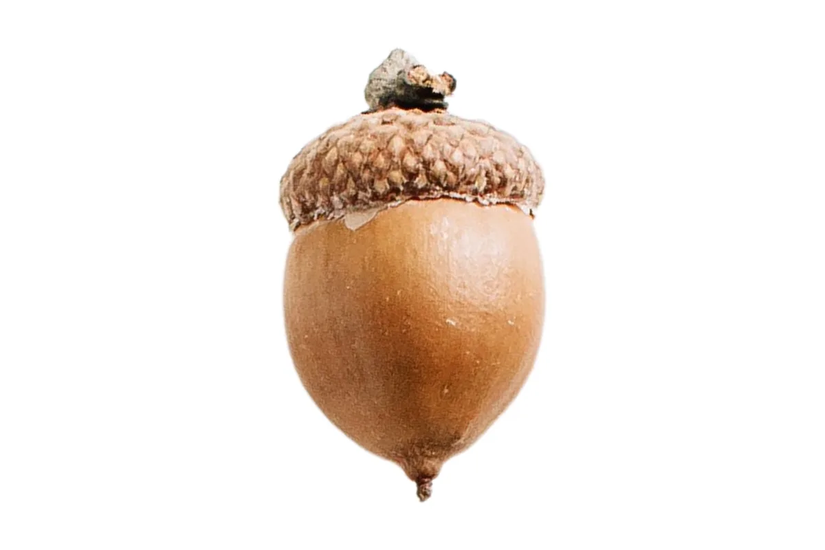 The Mighty ACORN: Nature's Resilient Seed