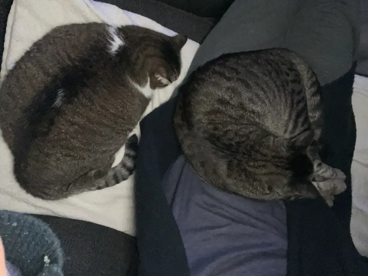 Two tabby cats are curled up and sleeping side-by-side on a couch, one on a white pillow and the other on a dark cushion…