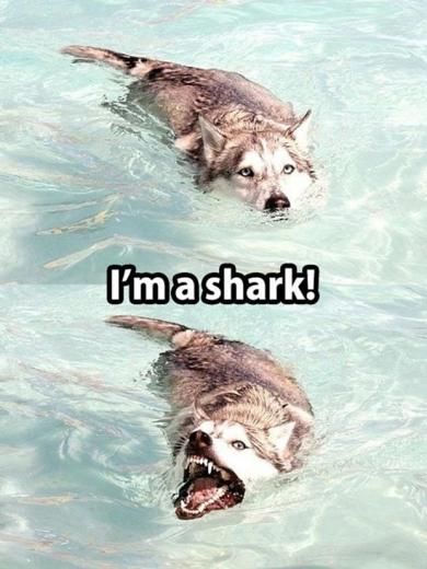 Two huskies are swimming in clear water, one with a neutral expression and the other with its mouth wide open showing teeth…