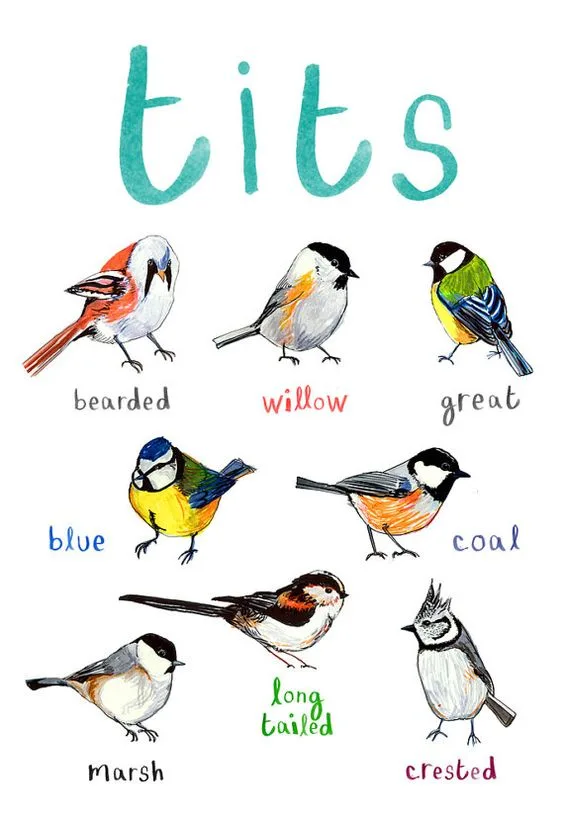 A watercolor illustration of seven different bird species, each labeled with its common name: bearded, willow, great, blue…