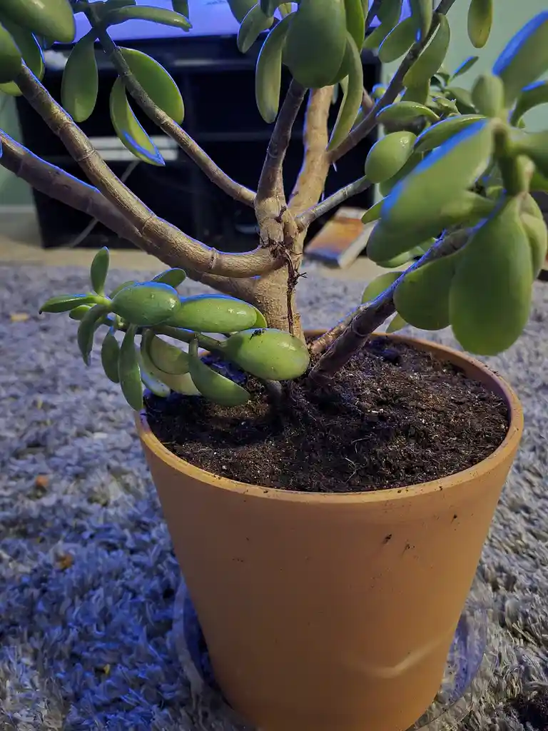 A close-up photo of a potted jade plant with thick, fleshy green leaves and woody stems, sitting in a terracotta pot on a…