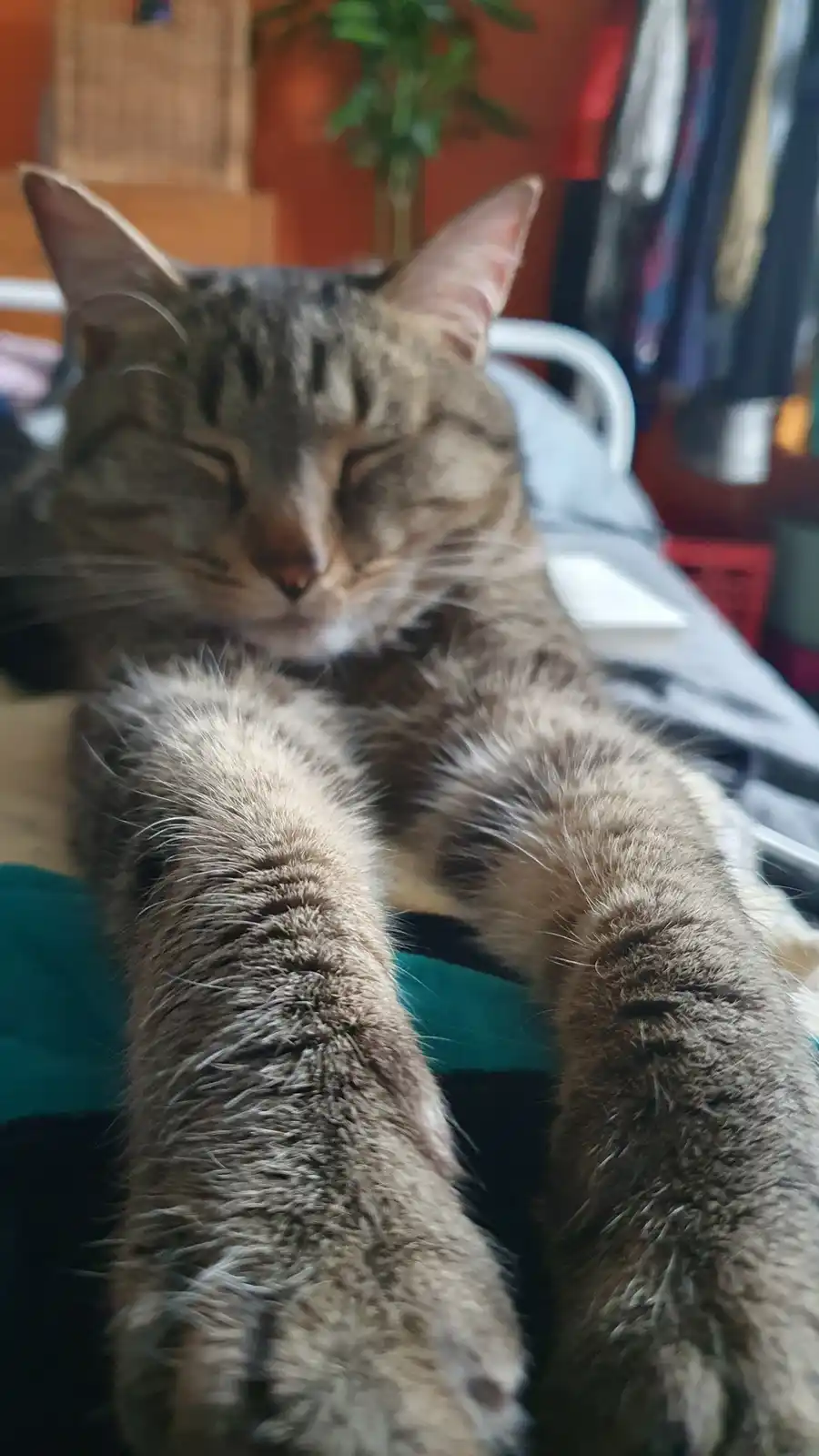A tabby cat with closed eyes and relaxed posture is lying down, its front paws stretched out toward the camera. The…