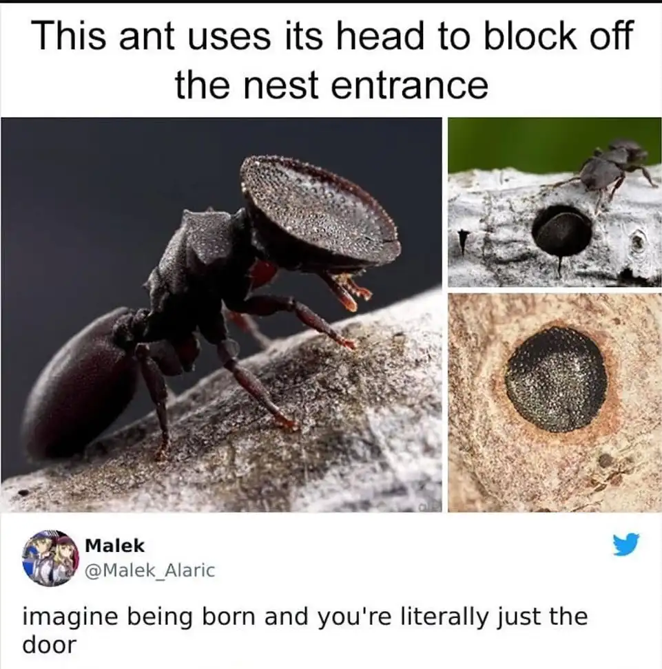 A composite image shows a close-up of a dark, horned ant with a large, flat head, alongside two smaller photos showing the…
