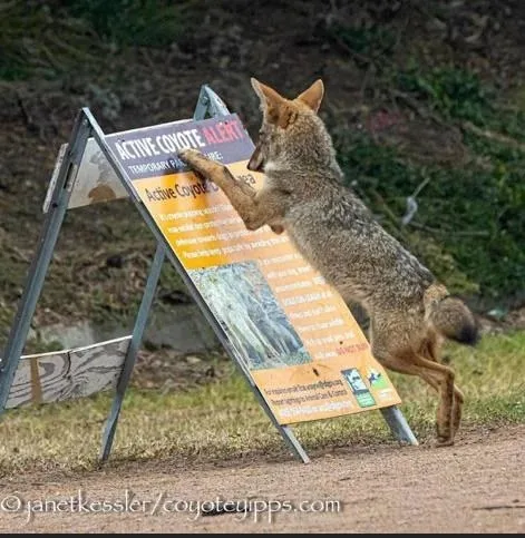 A coyote is standing on its hind legs, pawing at an 'ACTIVE COYOTE ALERT' sign that is leaning against a metal A-frame…