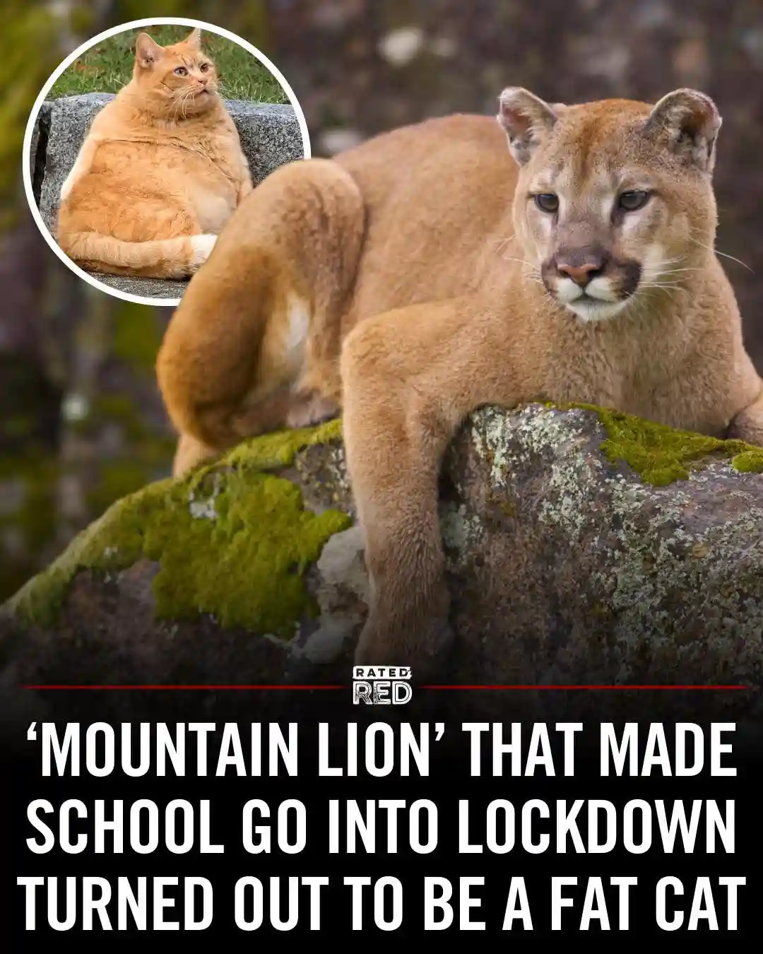 A large mountain lion is pictured resting on a mossy rock, with a circular inset image of a plump orange tabby cat. The…