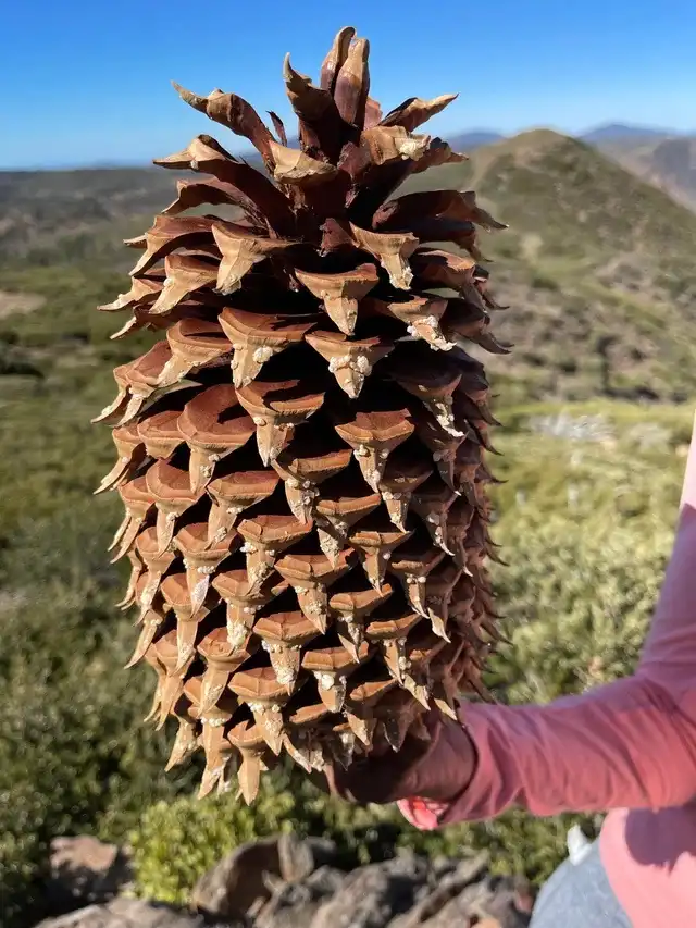 a person's hand holds up an enormous, brown pinecone against a backdrop of rolling green hills and blue sky. The pinecone is…